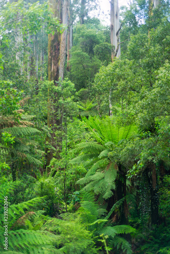 Australian bush in spring