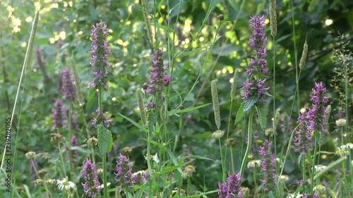 Multicore, or lofant (Agastache).Beautiful summer landscape. Flower garden with lilac and purple colors (agastache foeniculum). photo