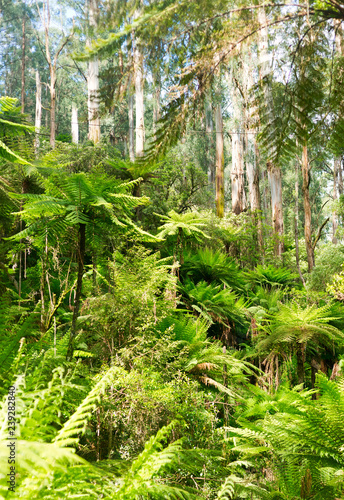 Fern trees in australian bush