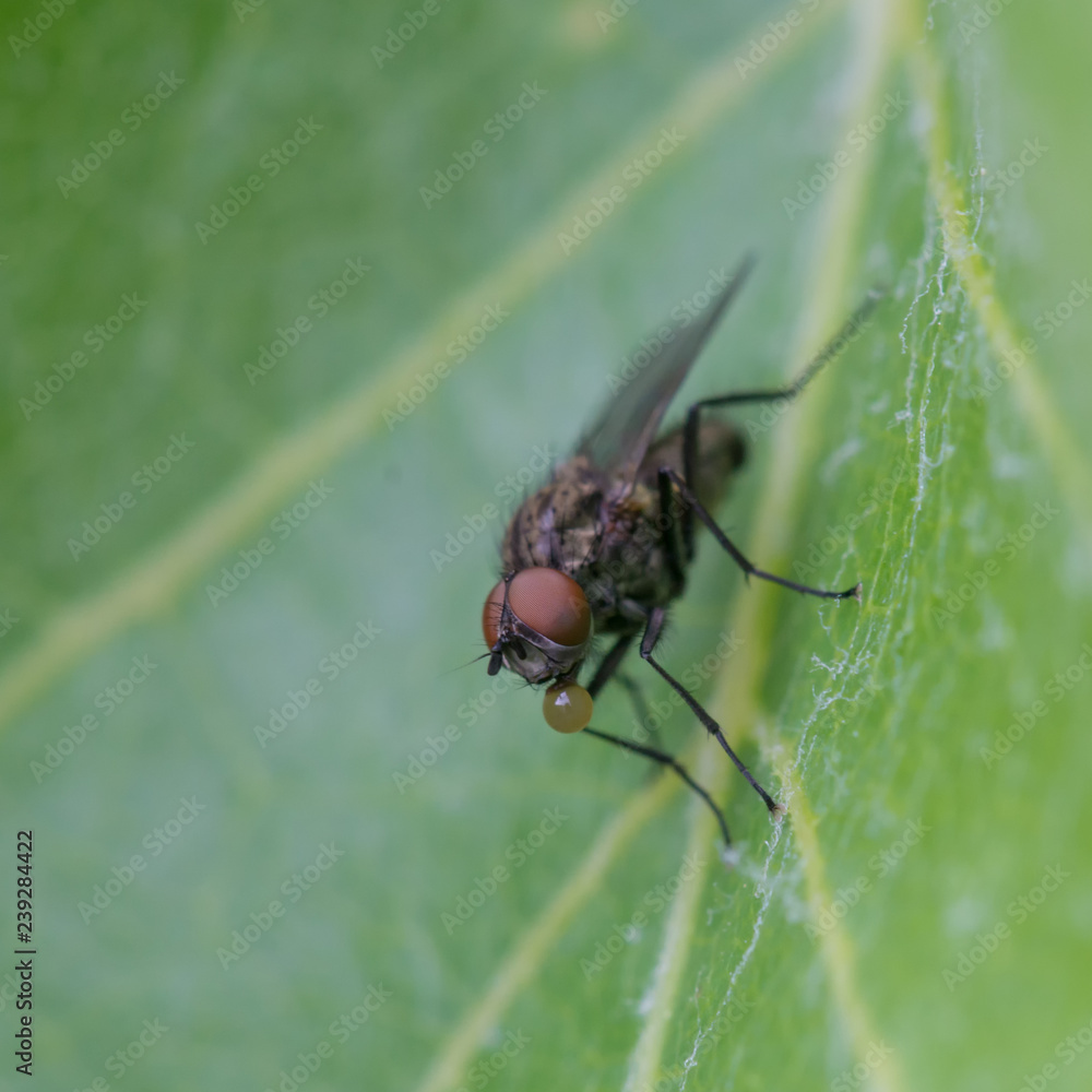 Naklejka premium Fliege