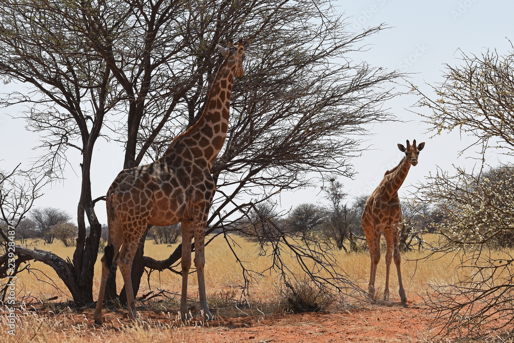 Obraz premium Giraffen (giraffa camelopardalis) im Damaraland bei Palmwag in Namibia