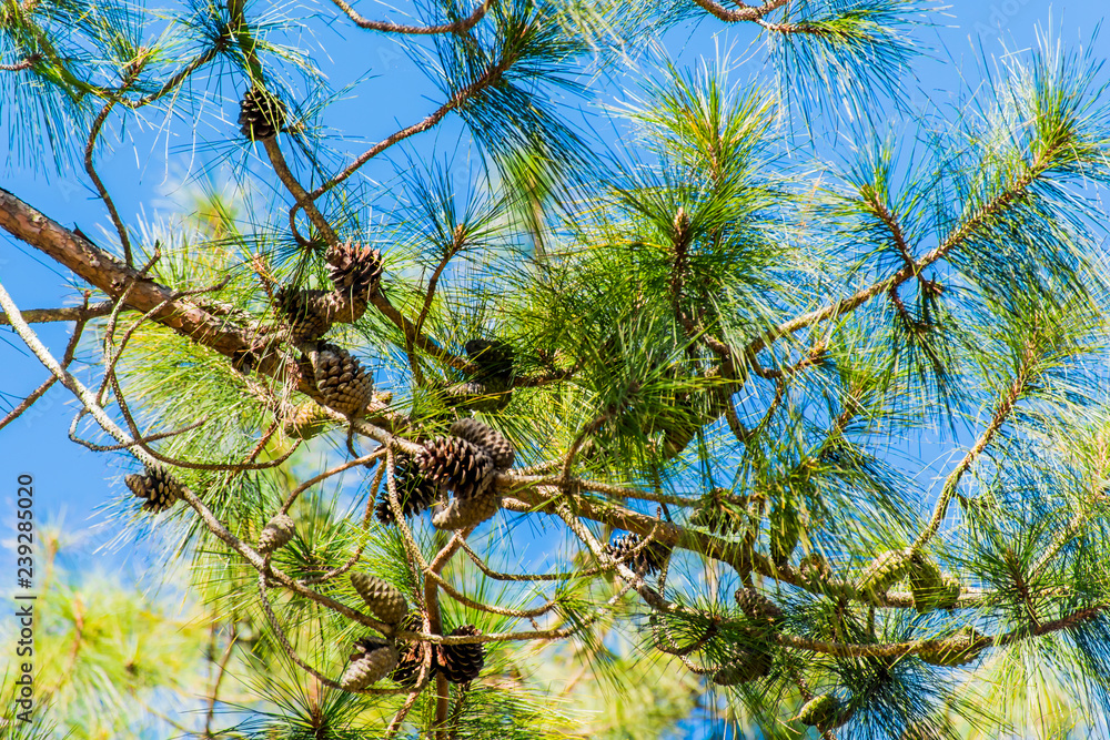 Fototapeta premium Pinus kesiya in morning at Phukradueng National Park, Loei.