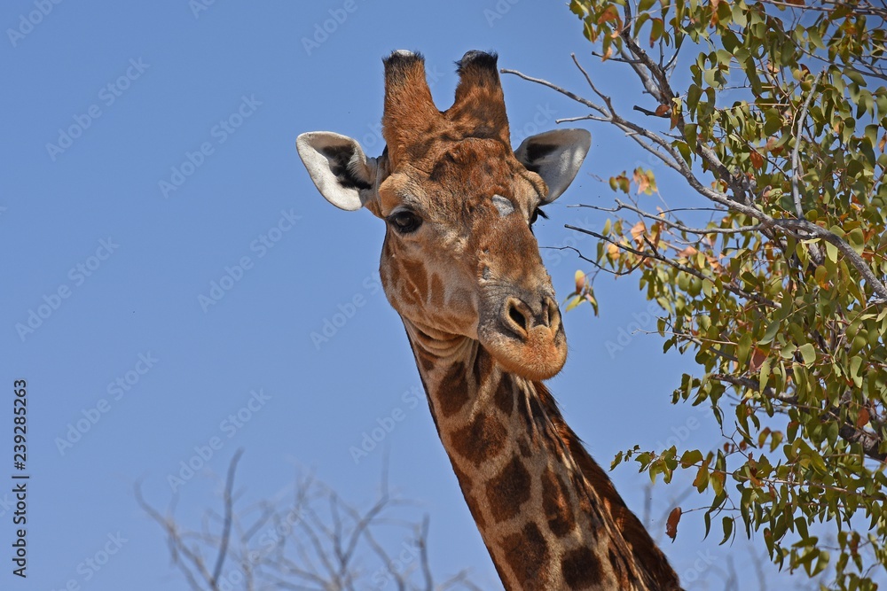 Fototapeta premium Giraffenportrait einer Giraffe(giraffa camelopardalis) im Damaraland bei Palmwag in Namibia