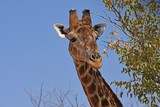 Giraffenportrait einer Giraffe(giraffa camelopardalis) im Damaraland bei Palmwag in Namibia