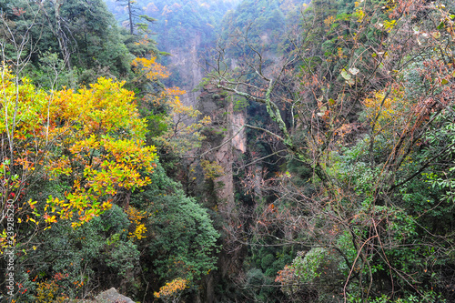Trees and the abyss of mountains Avatar