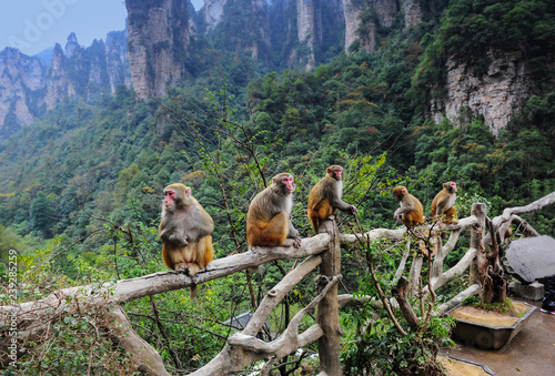 Monkeys in the mountains of Avatar