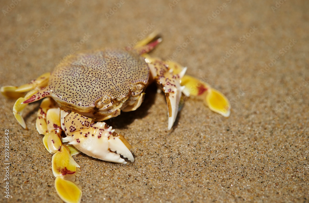 Crab at beach 