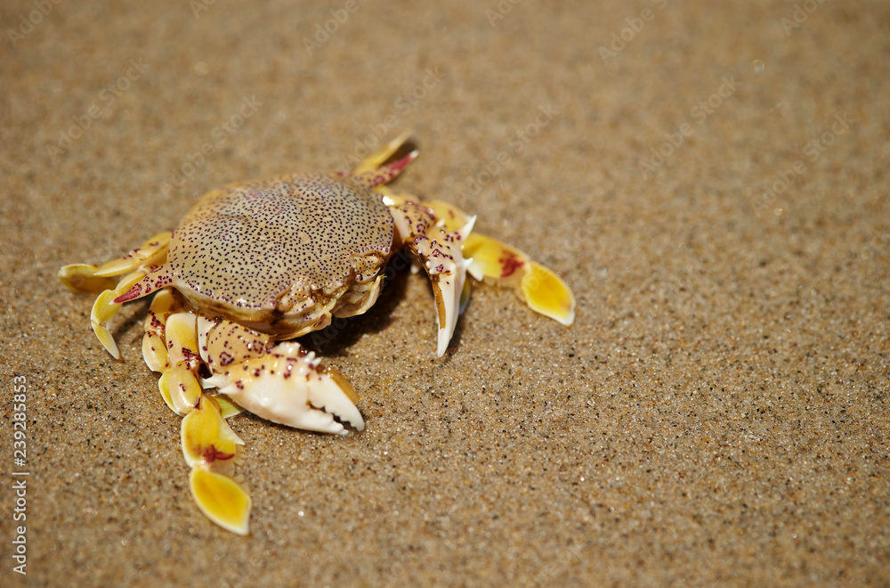 Crab at beach 