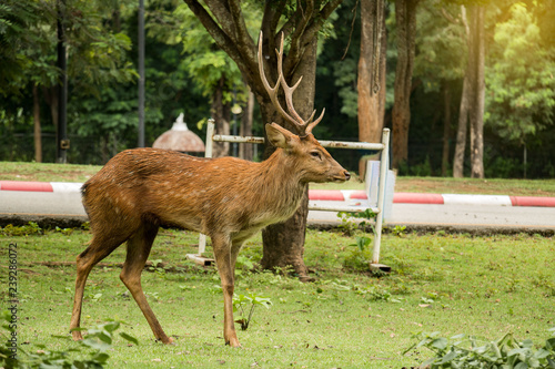 Yellow deer are looking on the ground.