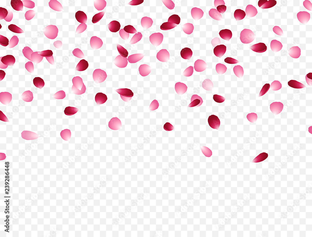 Flowers petals falling effect isolated on transparent background. Vector red and pink rose flying backdrop for Women, Mother Day, Valentine, wedding or greeting card design