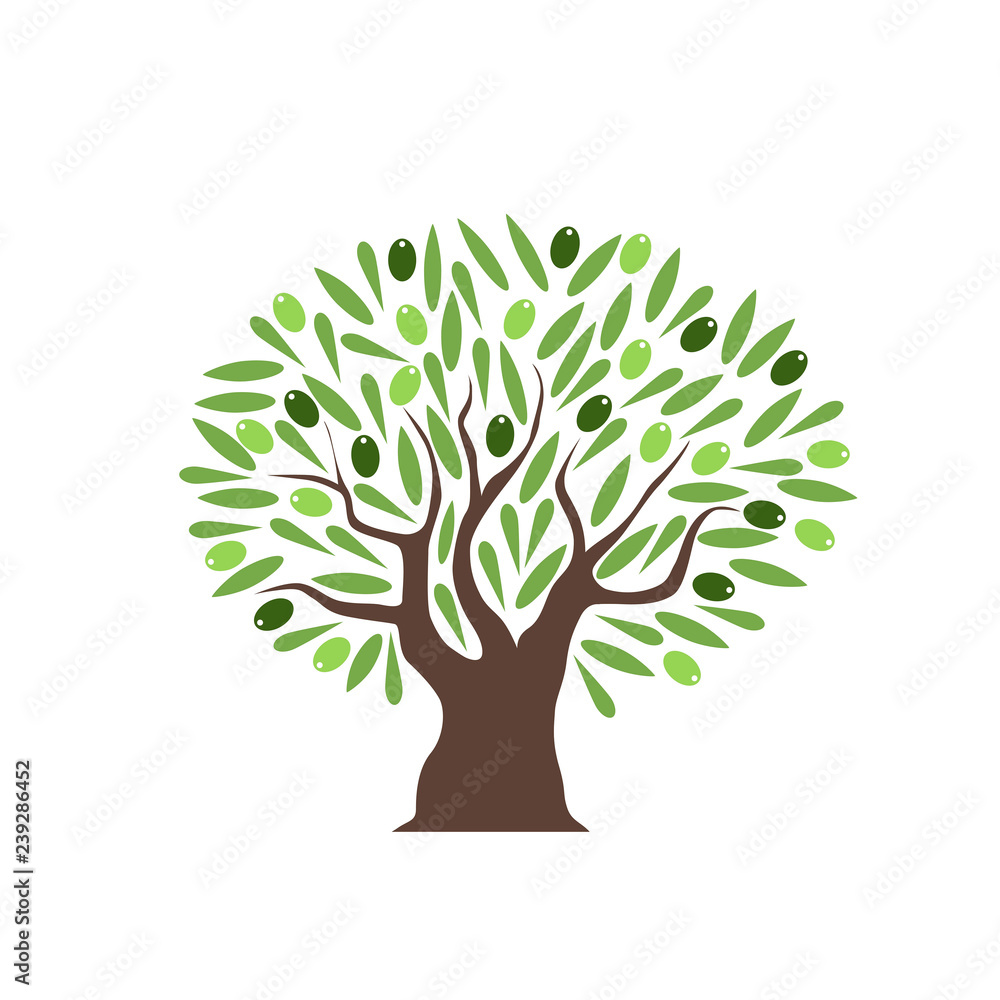 Obraz premium Vector olive tree with olives on white background