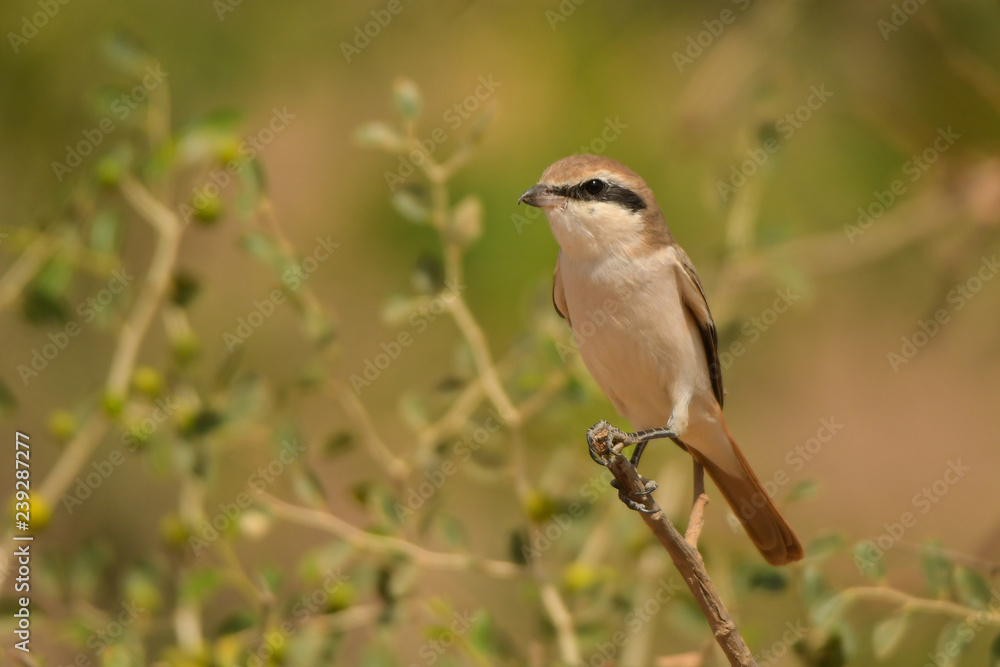 Obraz premium Turkestan Shrike / Lanius phoenicuroides