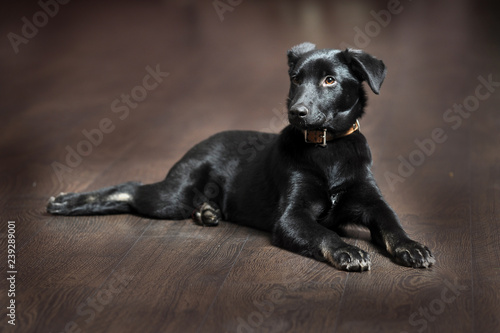 beautiful black puppy on brown floor background photo