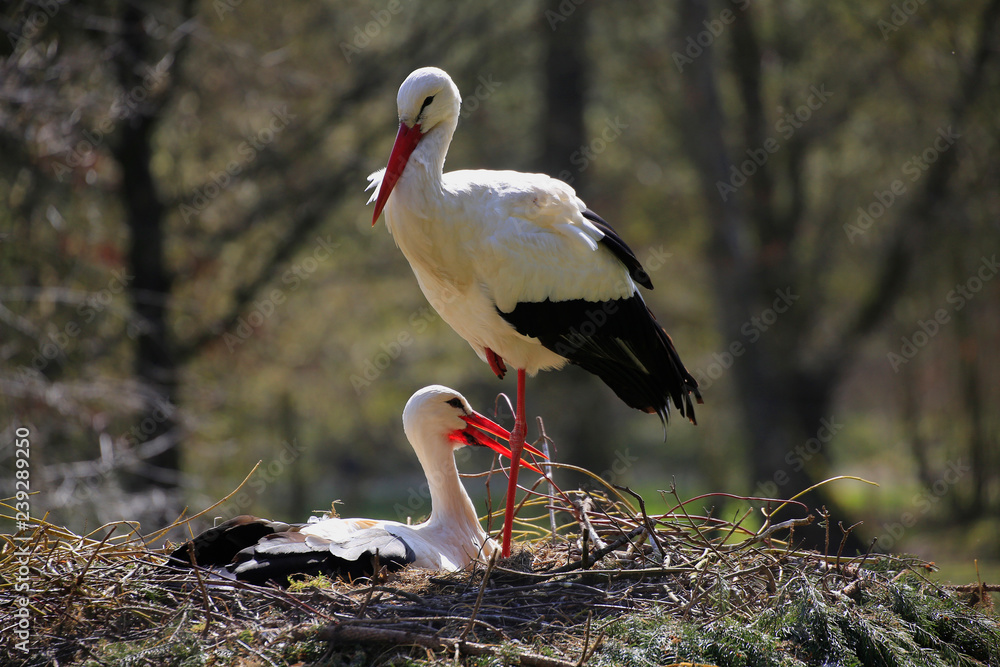 Fototapeta premium Weißstorch (Ciconia ciconia), Paar am Nest