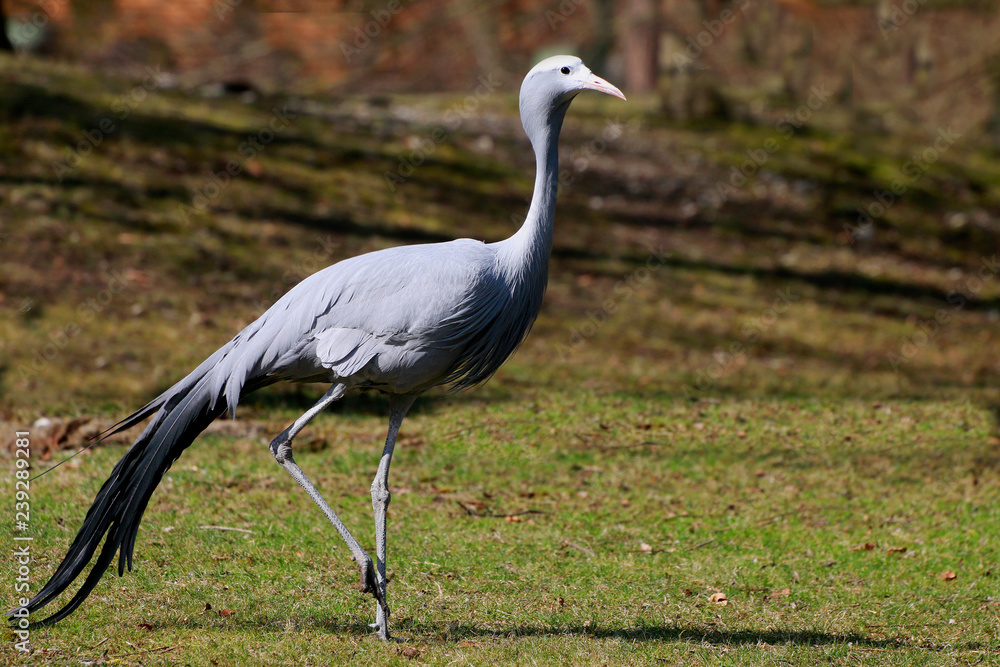 Fototapeta premium Paradieskranich (Anthropoides paradisea)