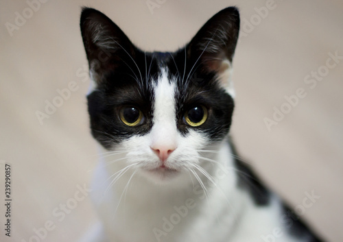 Fototapeta Naklejka Na Ścianę i Meble -  Attentive cat