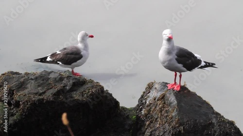 Dolphin Gull standing on a rock Dolphin gull on the shore of Antarctica photo