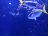 peces acuario