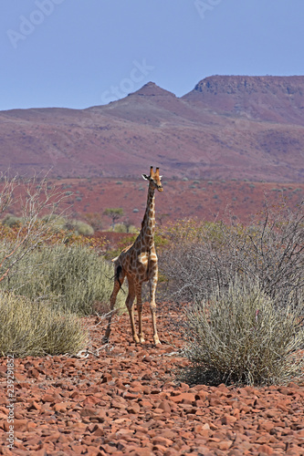Steppengiraffe (giraffa camelopardalis) im Damaraland bei Palmwag (Namibia)