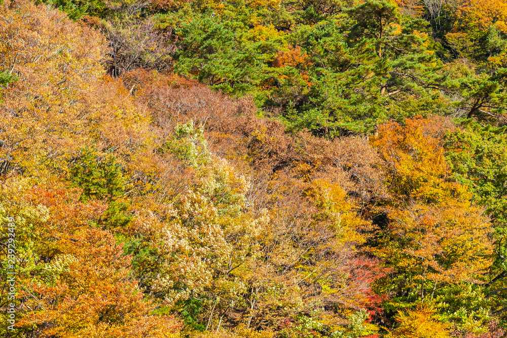 Beautiful landscape with maple leaf tree in autumn season Beautiful landscape with maple leaf tree in autumn season