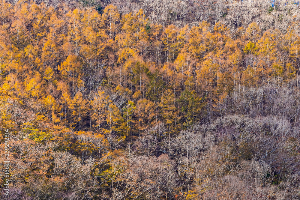 Beautiful landscape with maple leaf tree in autumn season Beautiful landscape with maple leaf tree in autumn season