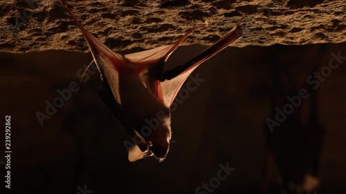 An extreme close up of a bat holding on to a wall photo