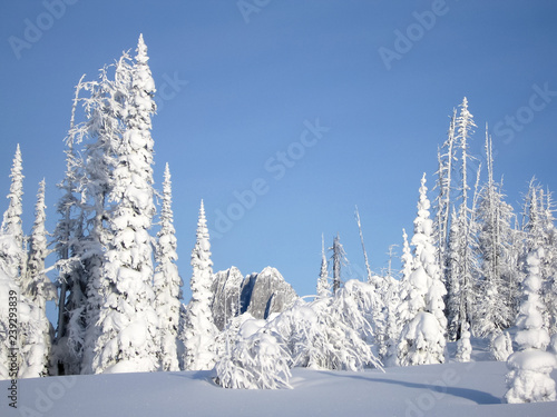 Snowcovered trees in The Bugaboos, a mountain range in the Purcell Mountains, Bugaboo Provincial Park, Britisch Columbia photo