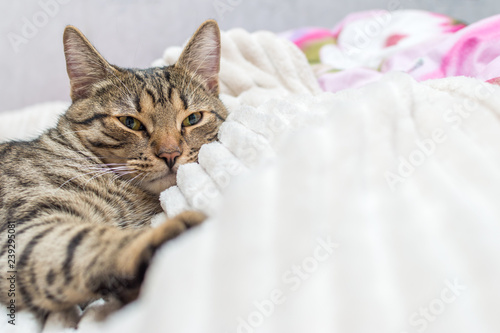 Obraz na płótnie Muzzle cat close up on the bed