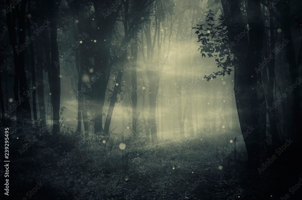 path in dark foggy forest
