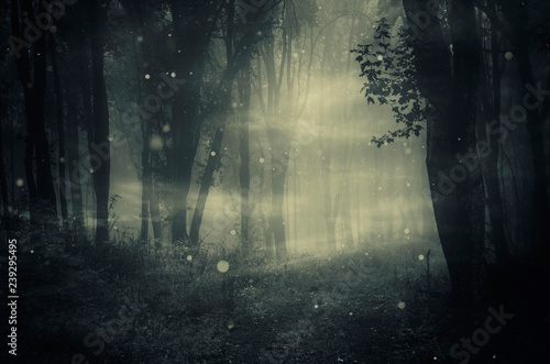 path in dark foggy forest