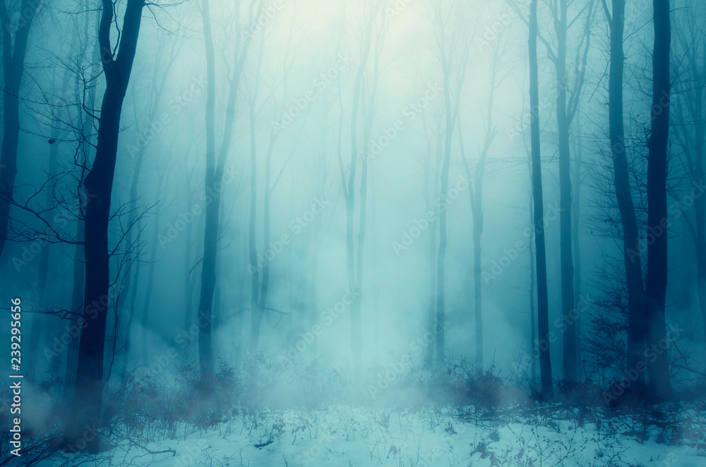 winter forest in fog and snow winter forest in fog and snow