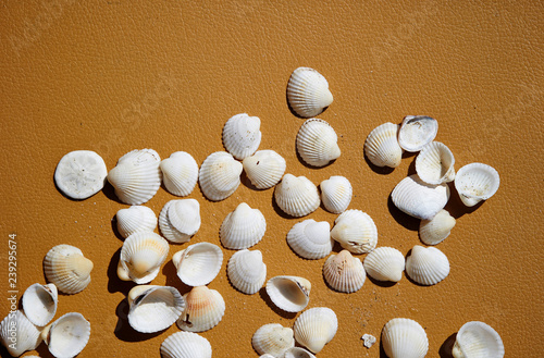 White sea shells © mnimage