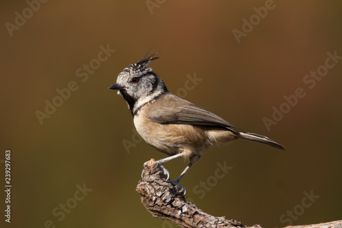 Crested Tit (Lophophanes cristatus) perches on the tree in Andalucia (Spain)