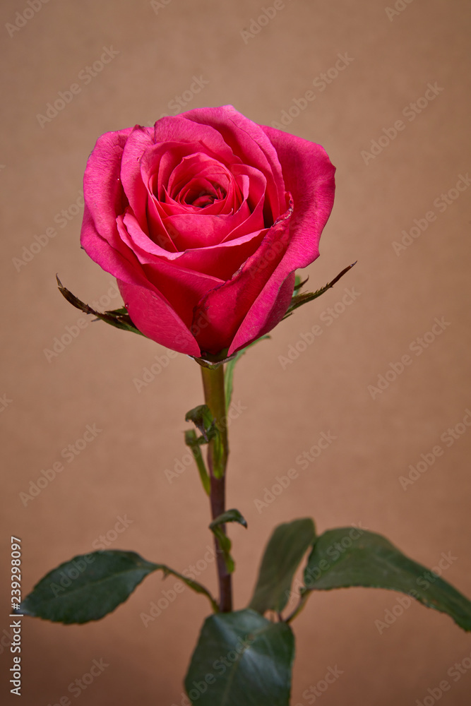 nice pink rose flower