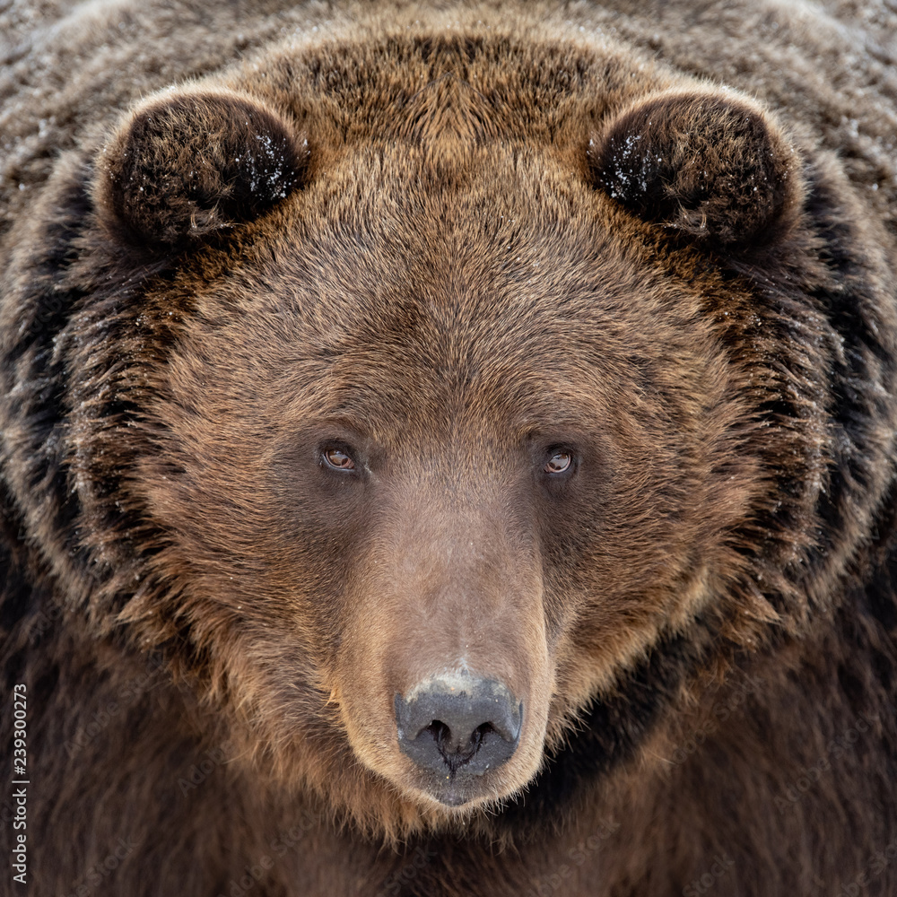 Close bear portrait