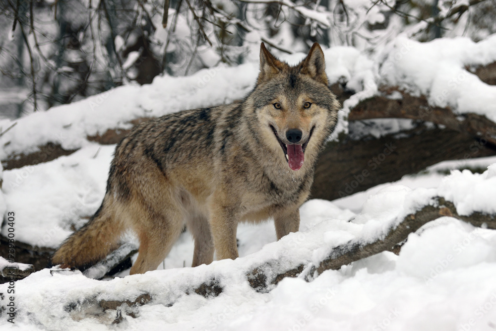 Timber wolf hunting in the forest Timber wolf hunting in the forest