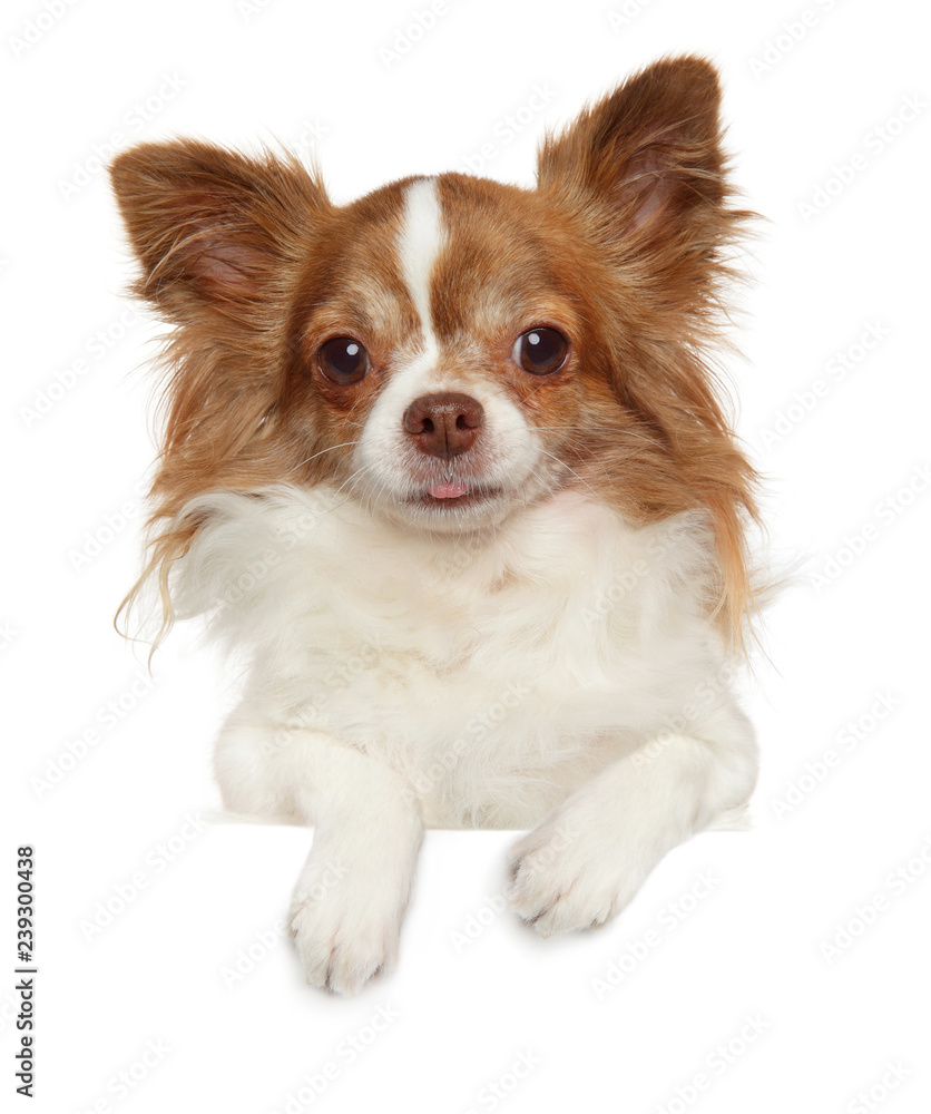 Longhaired Chihuahua dog above banner