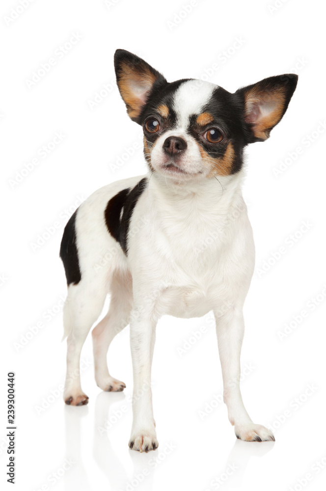 Portrait of a young Chihuahua dog in stand