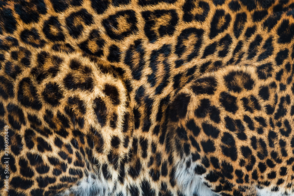 Animal skins texture of leopard Animal skins texture of leopard