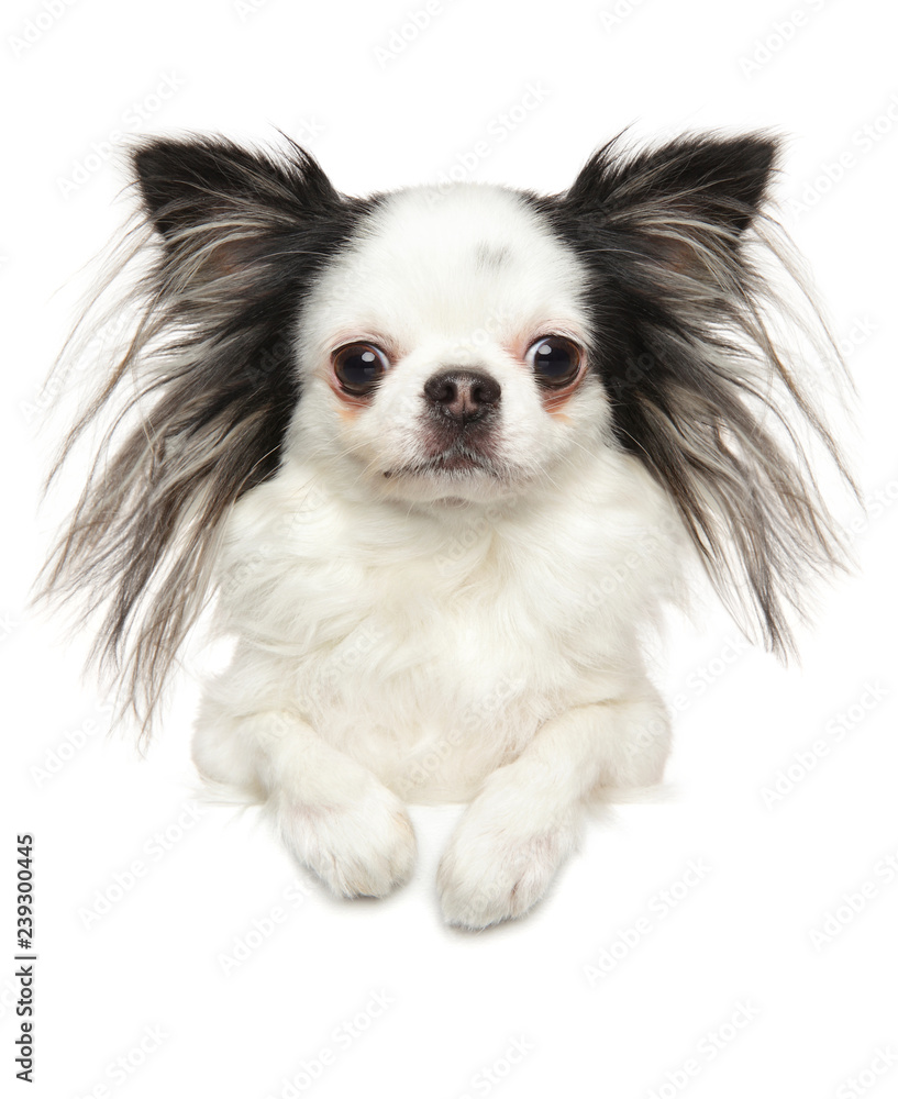 Portrait of a young Chihuahua dog above banner
