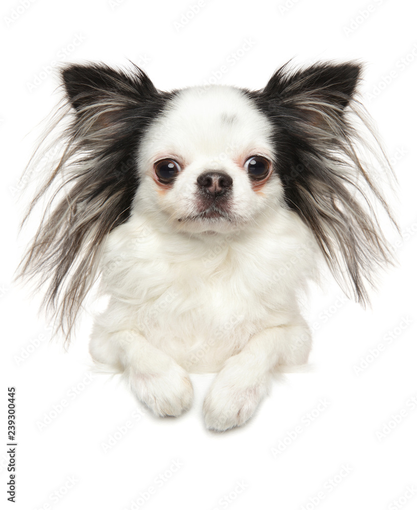 Portrait of a young Chihuahua dog above banner Portrait of a young Chihuahua dog above banner