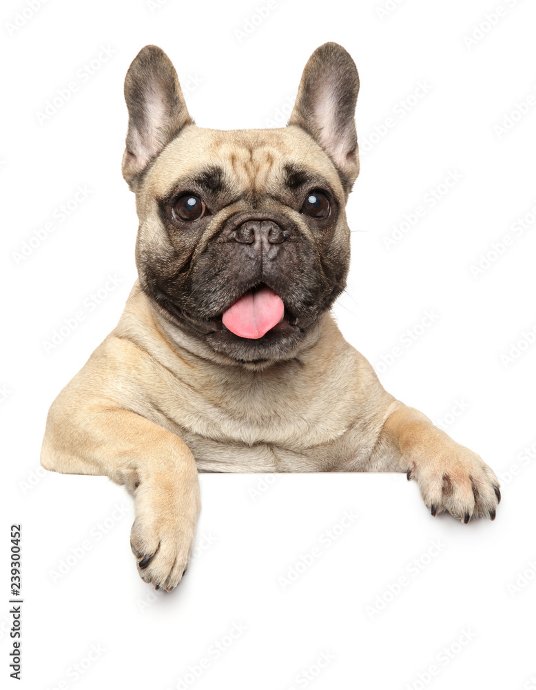 Fototapeta premium French Bulldog above banner, isolated on white
