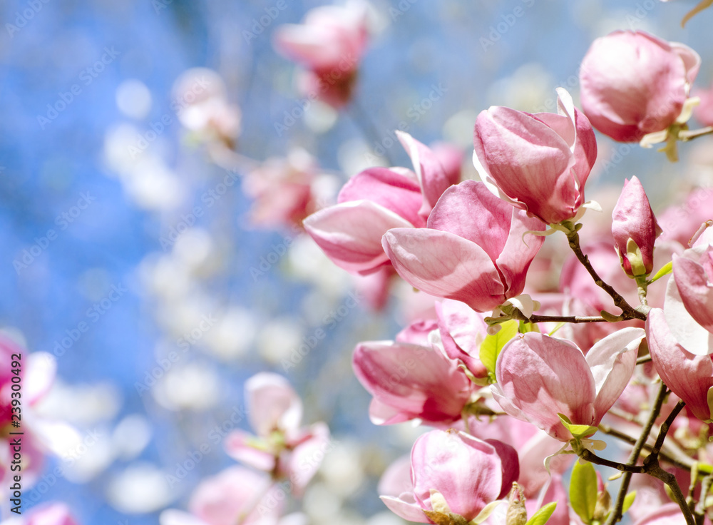 Obraz premium Beautiful magnolia tree blossoms in springtime. Bright magnolia flower against blue sky. Romantic floral background with space for text