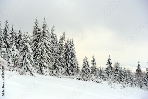 Winter landscape with snow covered trees © byrdyak