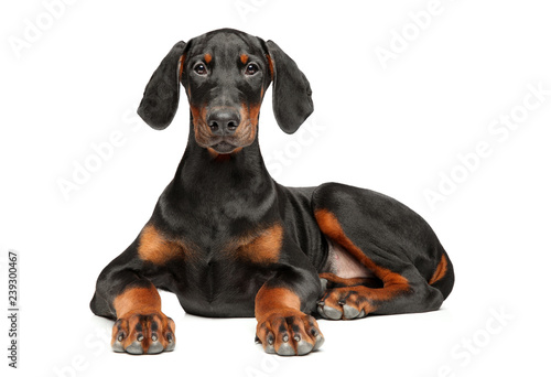Portrait of a young Doberman puppy on white © jagodka