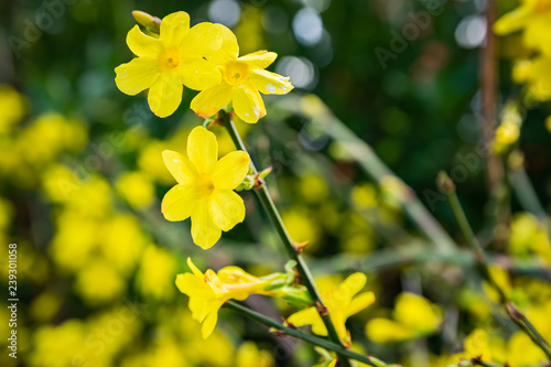  Gardening, cultivation and care of aromatic plants concept: view of winter flowers of yellow jasmine.