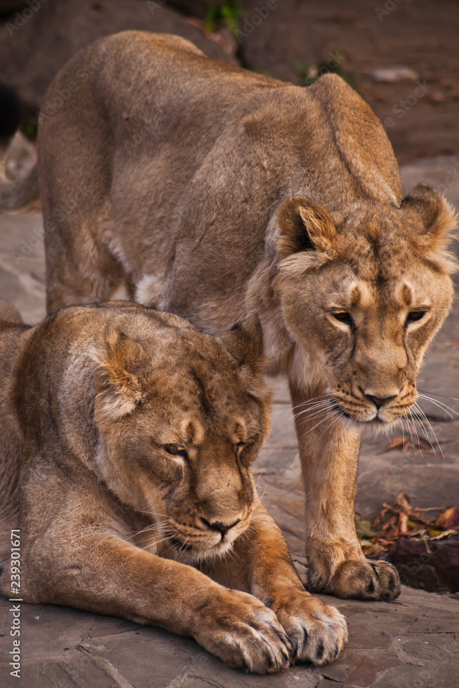 Fototapeta premium lioness is a strong and beautiful animal, demonstrates emotions.