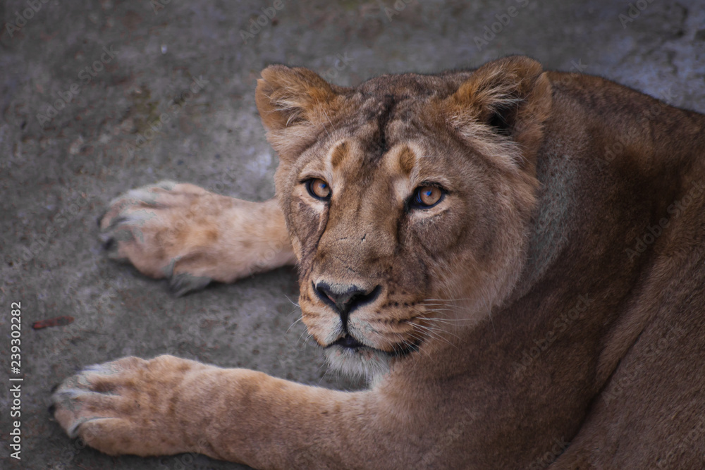 lioness is a strong and beautiful animal, demonstrates emotions. lioness is a strong and beautiful animal, demonstrates emotions.