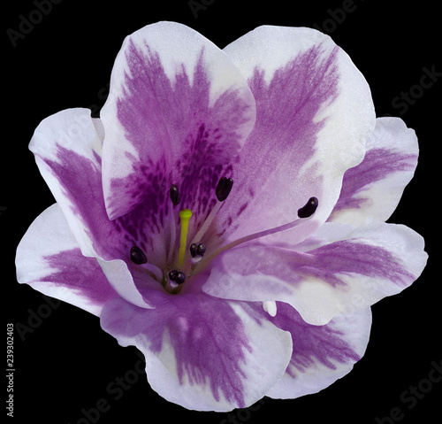 Violet  flower  lily on  the black isolated background with clipping path  no shadows. Closeup.  Nature. photo