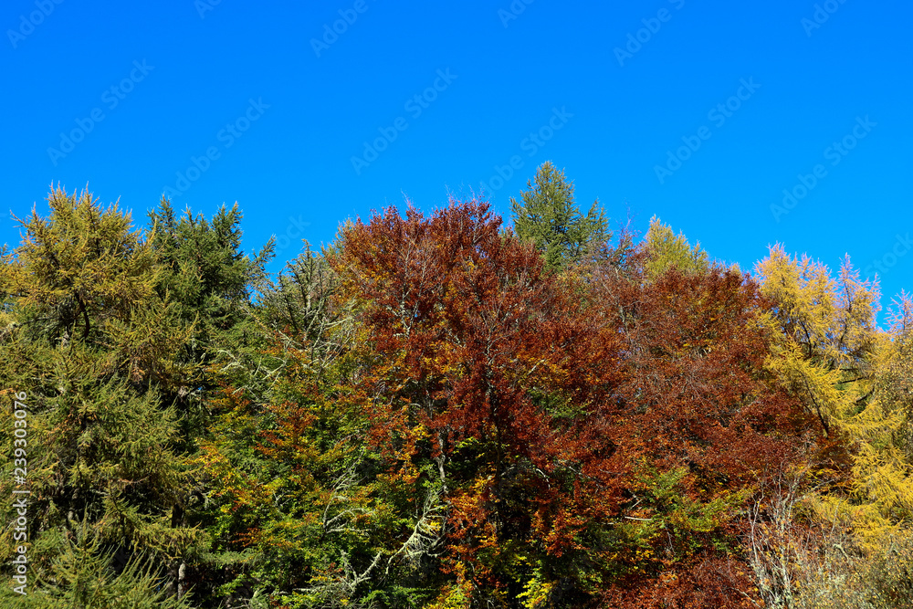 Trees Against a Clear Blue Autumn Sky